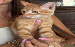 Europeo gatti in regalo: MIELE, di nome e di fatto 3/4 mesi - Immagine 3