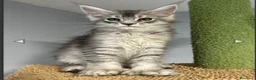Maine Coon gatti in vendita: Cuccioli Maine coon - Annuncio 2