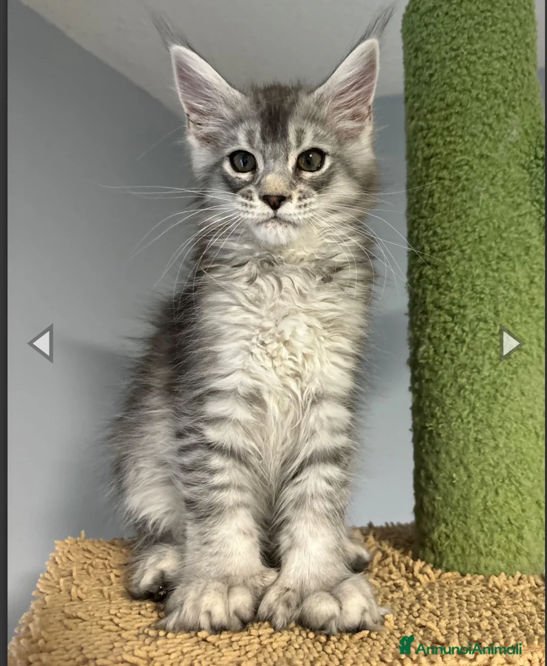 Maine Coon gatti in vendita: Cuccioli Maine coon - Annuncio 2