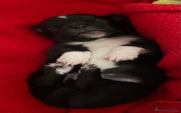 Chihuahua cani in vendita: Cuccioli di Chihuahua   a Provincia di Massa e Carrara - Immagine 5