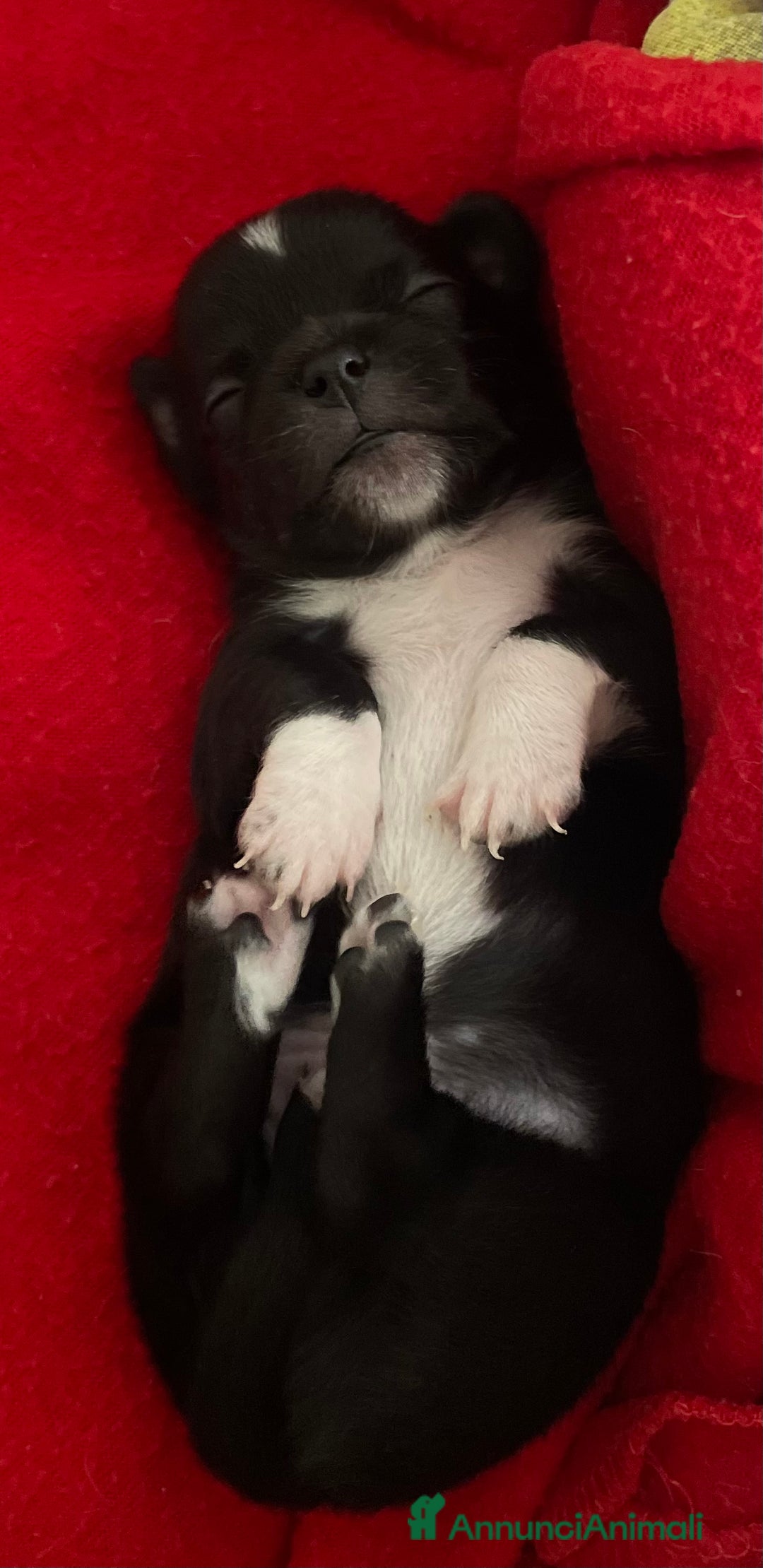 Chihuahua cani in vendita: Cuccioli di Chihuahua   a Provincia di Massa e Carrara - Immagine 5