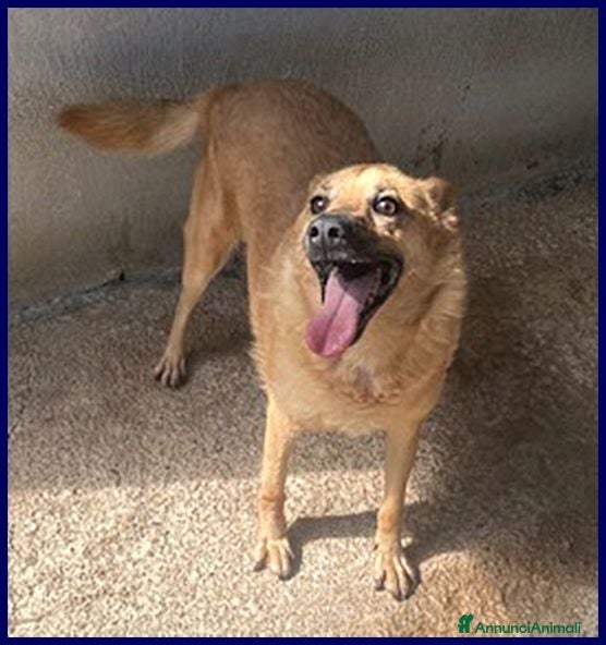 Meticcio cani BOMBER simpatico con tanta voglia di coccole - Annuncio 10