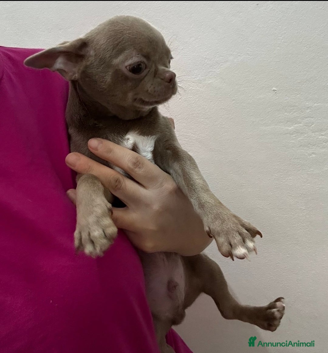 Chihuahua cani in vendita: Chihuahua lilac  - Annuncio 2