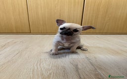 Chihuahua cani in vendita: Vendo cuccioli di Chihuahua a Provincia di Varese - Immagine 5