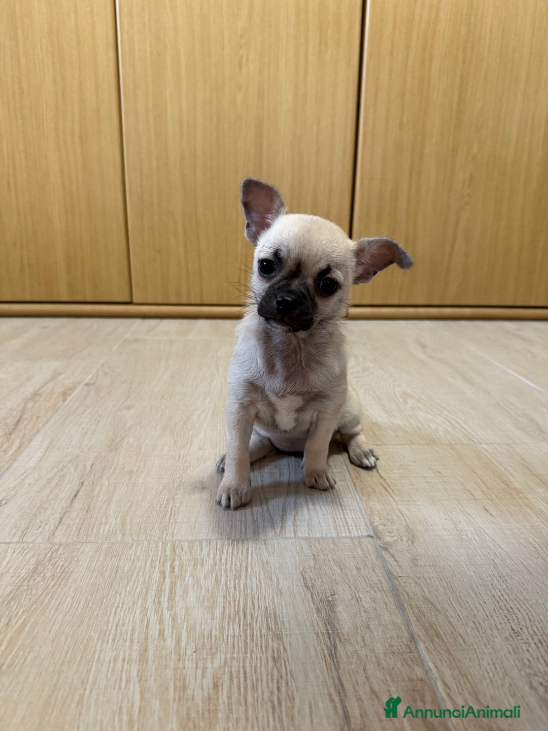 Chihuahua cani in vendita: Vendo cuccioli di Chihuahua a Provincia di Varese - Immagine 5