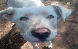 Labrador cani in regalo: Clara, occhioni da cerbiatto a Città metropolitana di Roma Capitale - Immagine 4