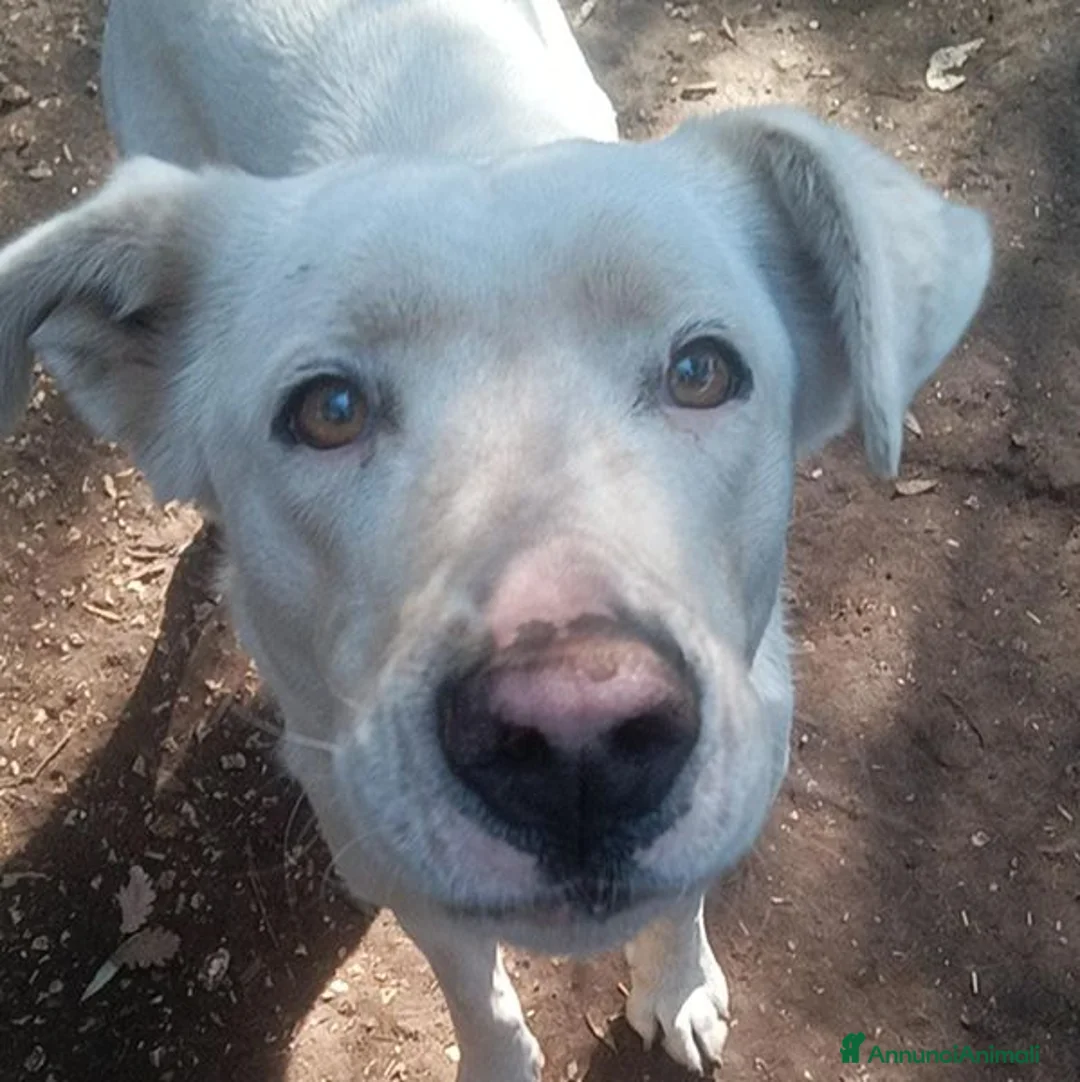 Labrador cani in regalo: Clara, occhioni da cerbiatto a Città metropolitana di Roma Capitale - Annuncio 4