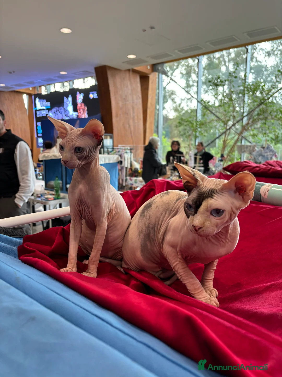 Immagine della galleria {{count}}