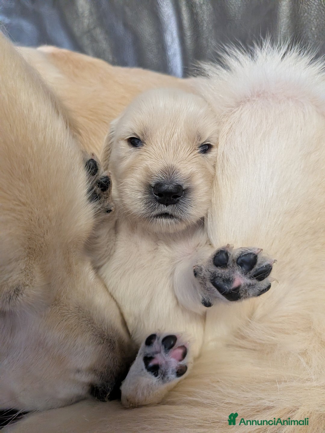 Golden Retriever cani in vendita: ULTIME DISPONIBILITÀ GOLDEN RETRIEVER AMERICANI  - Annuncio 1