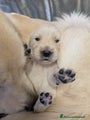 Golden Retriever Cucciolo 3