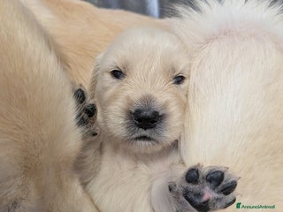 Golden Retriever cani ULTIME DISPONIBILITÀ GOLDEN RETRIEVER AMERICANI - Annuncio 10