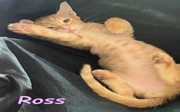 Europeo gatti in regalo: ROSS DOLCISSIMO GATTINO ROSA ARANCIO - Immagine 1