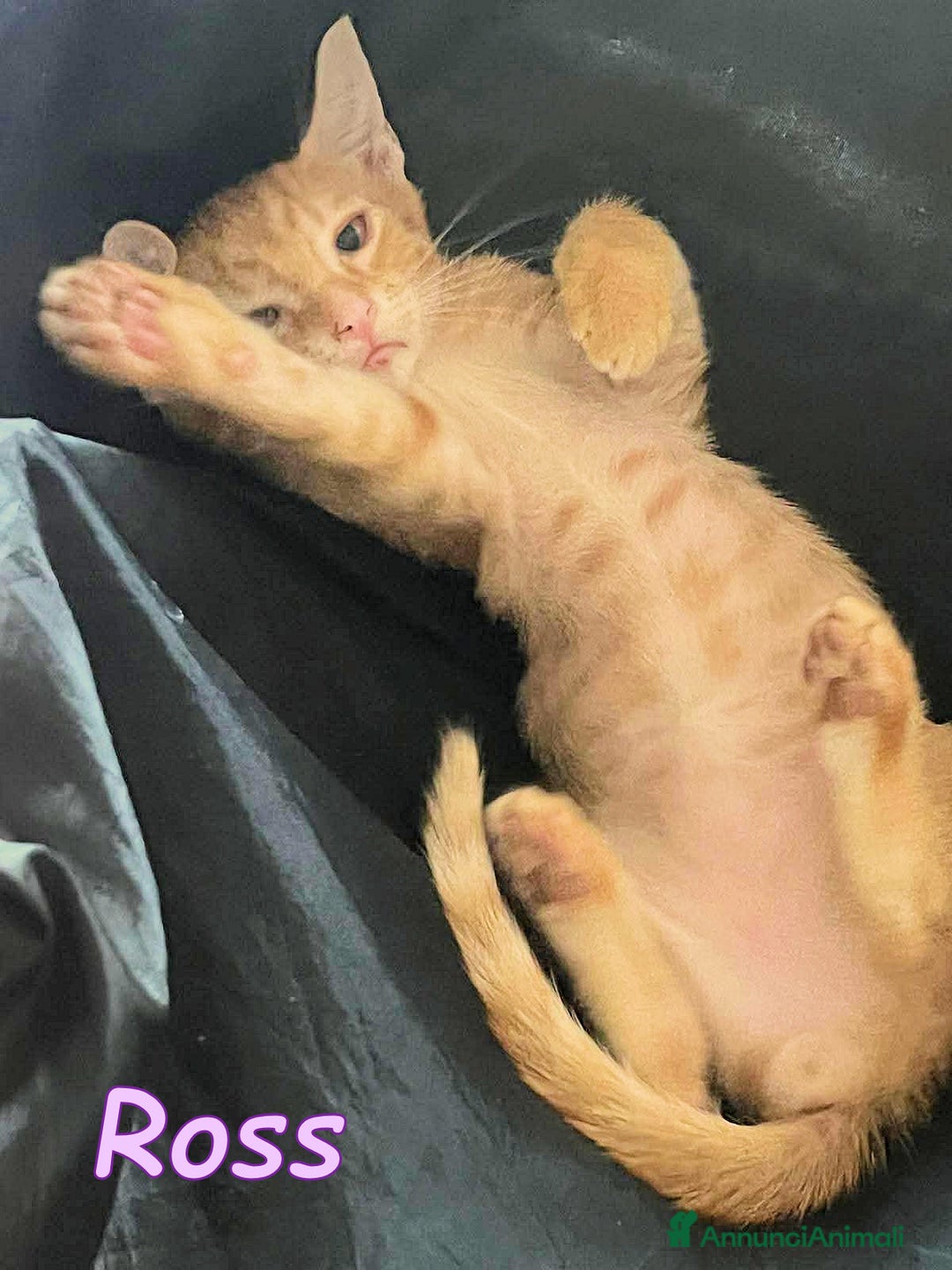 Europeo gatti in regalo: ROSS DOLCISSIMO GATTINO ROSA ARANCIO - Immagine 1