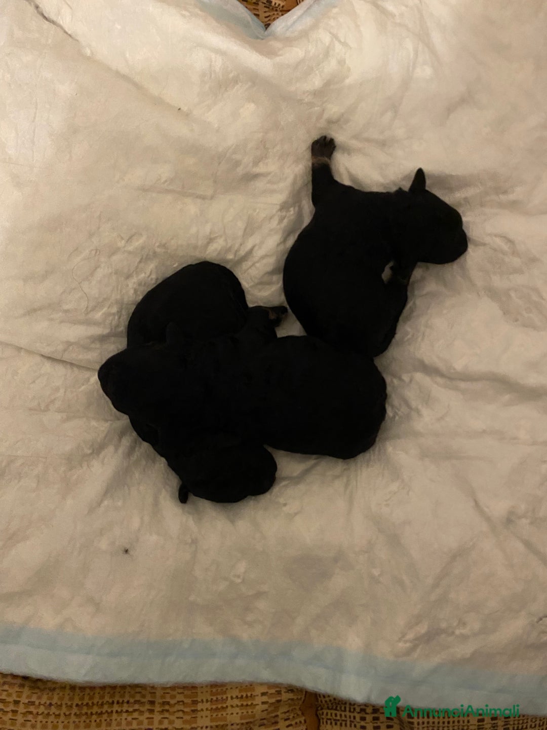 Barboncino cani in vendita: Cuccioli di barboncino  - Annuncio 25