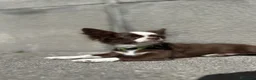 Chihuahua cani in vendita: Chihuahua pelo lungo  a Città Metropolitana di Napoli - Annuncio 5