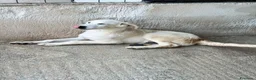 Meticcio cani in regalo: Dino simil golden a Provincia di Alessandria - Annuncio 2
