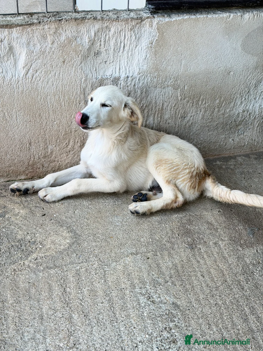 Meticcio cani in regalo: Dino simil golden a Provincia di Alessandria - Annuncio 2