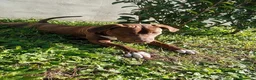 Bull Terrier cani in regalo: APACHE, cucciolo di American Pit Bull Terrier a Provincia di Latina - Annuncio 8