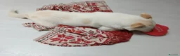 Meticcio cani in regalo: CANE METICCIO CERCA FAMIGLIA  - Annuncio 5