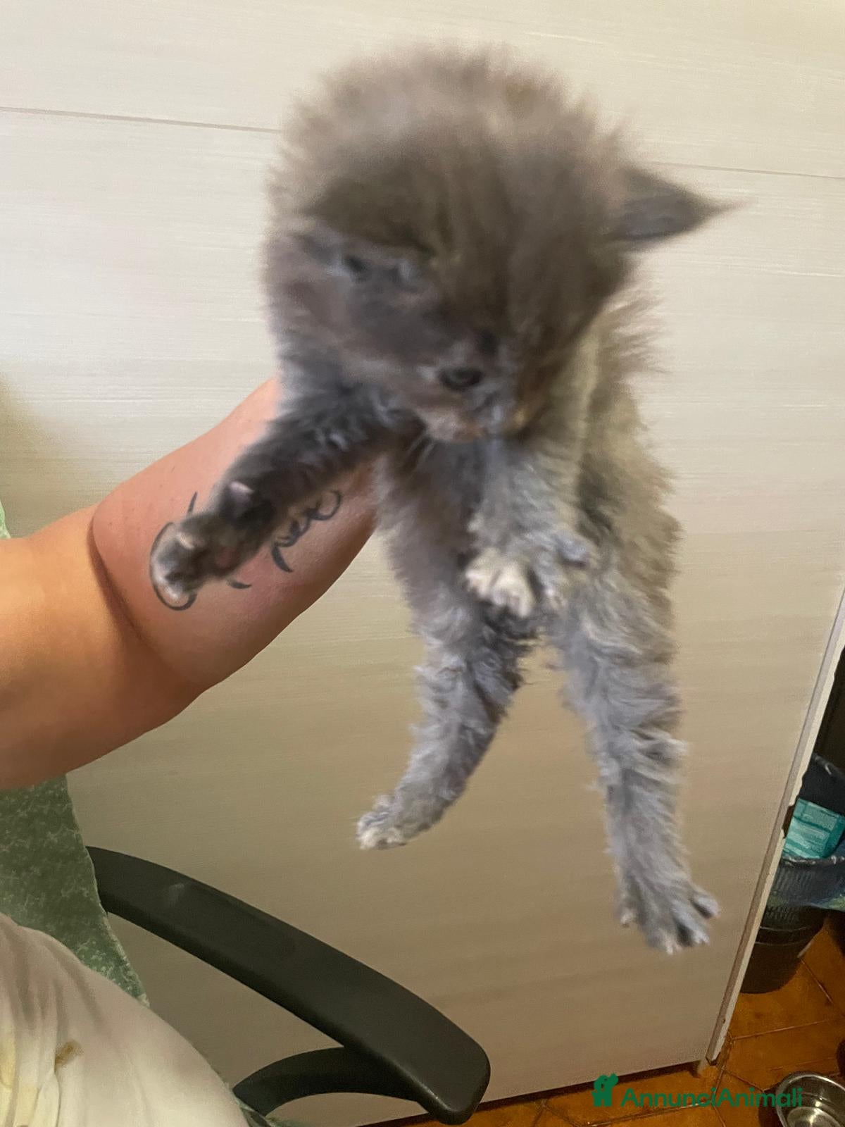 Maine Coon gatti Maine coon - Annuncio 2