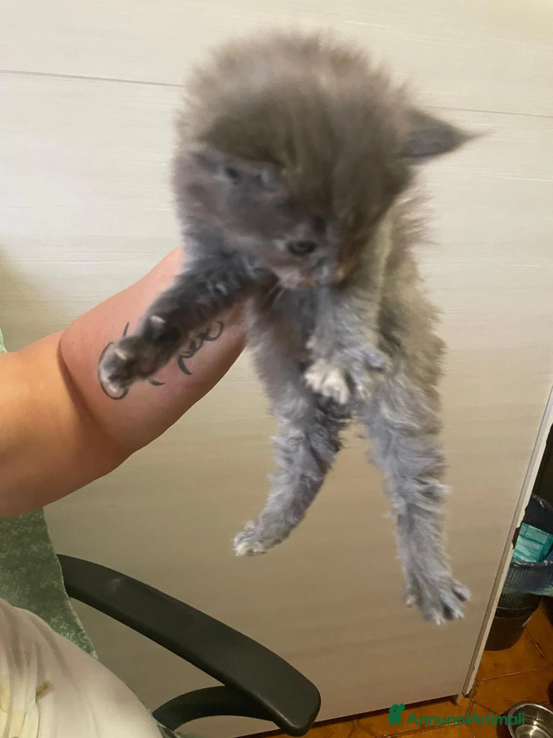 Maine Coon gatti in vendita: Maine coon - Annuncio 2