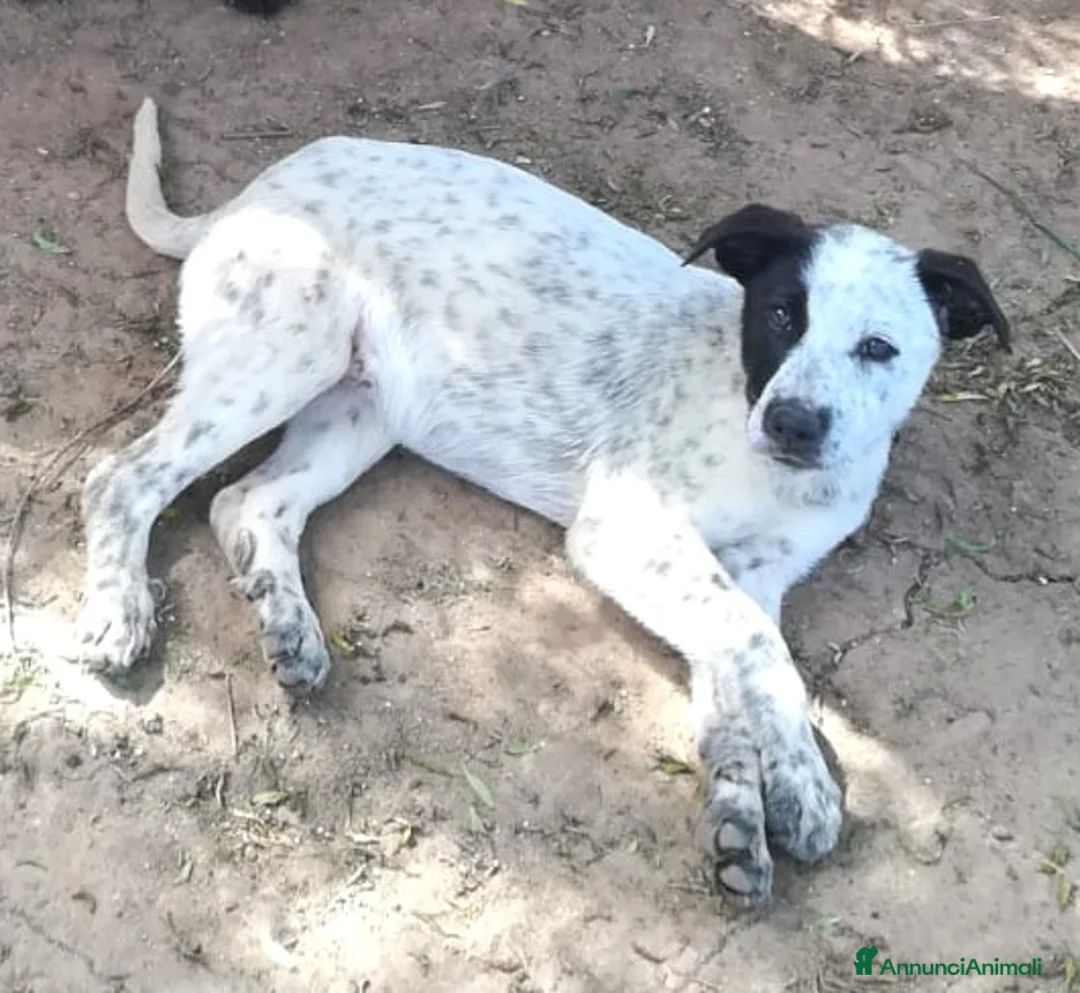 Meticcio cani in regalo: PEPE MIX SETTERINO  a Provincia di Varese - Annuncio 5