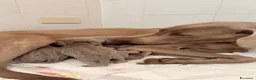 Weimaraner cani in vendita: Cuccioli Weimaraner  - Annuncio 6