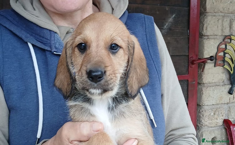 Meticcio cani ALADINO STA ASPETTANDO LA SUA FAMIGLIA PER LA VITA - Annuncio 11