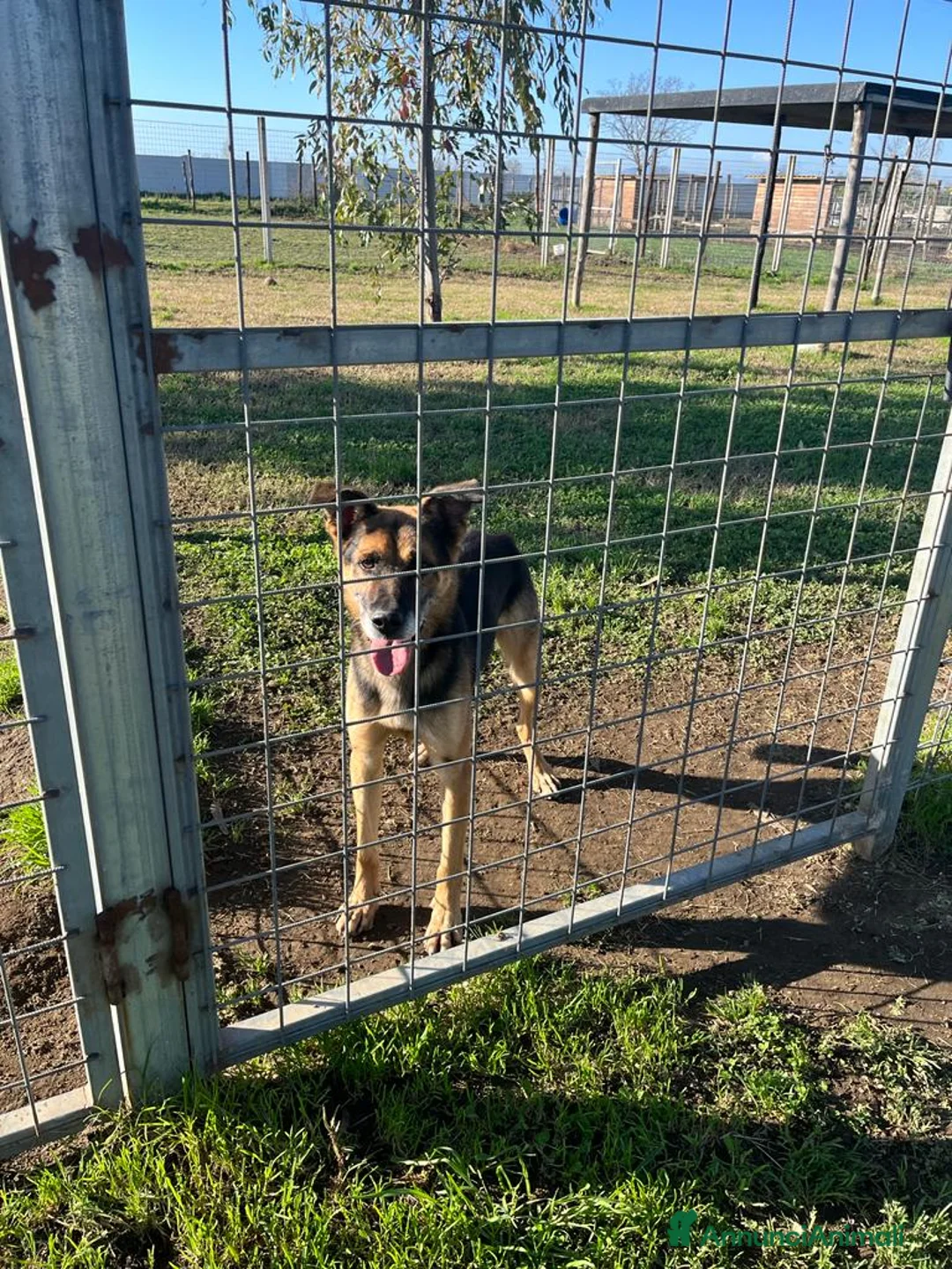 Meticcio cani in regalo: Mix Pastore adulto dalla catena al box NAPOLI SOS a Città Metropolitana di Milano - Annuncio 6