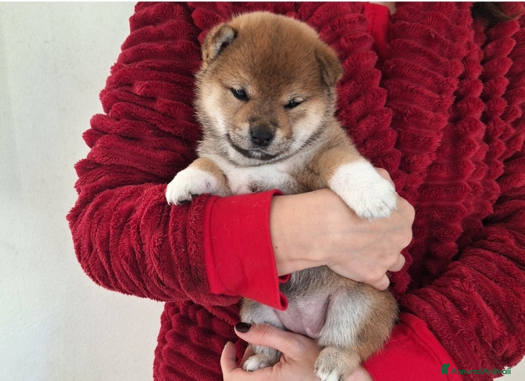 Shiba Inu cani in vendita: 2 bellissime femmine rosse shiba inu disponibili - Annuncio 4