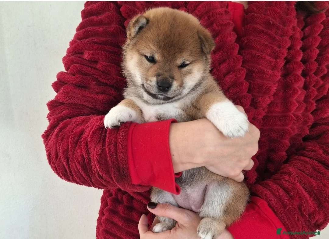 Shiba Inu cani in vendita: Ultima femmina rossa shiba inu disponibile - Annuncio 4