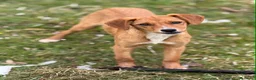 Meticcio cani in regalo: NATALIE, cucciola DOLCISSIMA! Tg medio piccola - Annuncio 3