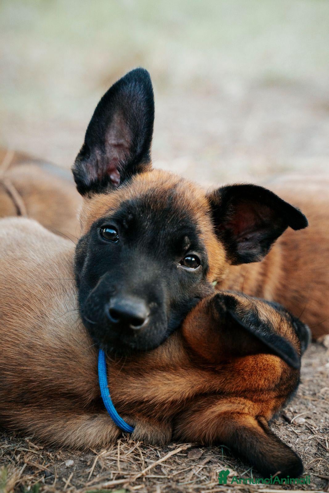 Pastore Belga cani in vendita: Cuccioli pastore belga malinois - Annuncio 1