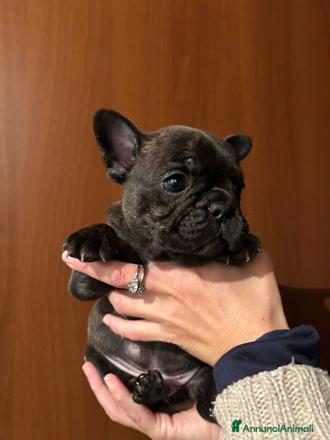 Bulldog Francese cani in vendita: cucciolo di bulldog francese  - Annuncio 4