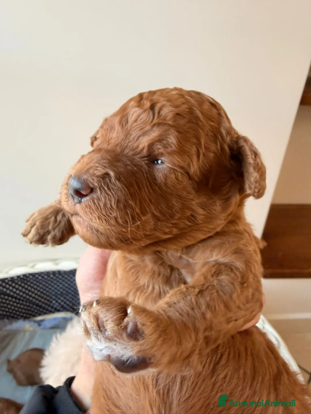 Barboncino cani in vendita: Vendo barboncini - Annuncio 3