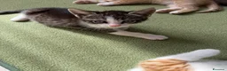 Meticcio gatti in regalo: Regalo Gattini - Annuncio 4