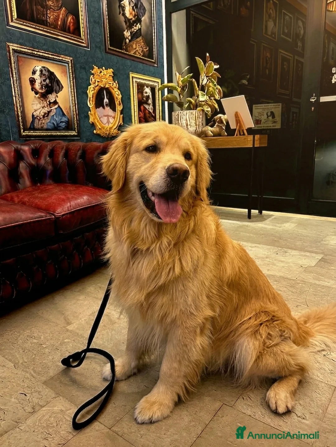 Golden Retriever cani in vendita: Golden retriever americani 100% pedigree ENCI - Annuncio 2