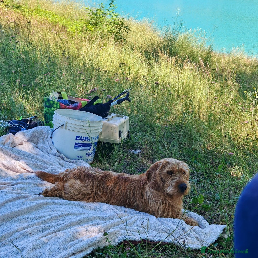 Basset Fauve De Bretagne cani per accoppiamento: Bassett fauve de bretagne per accoppiamento - Annuncio 3
