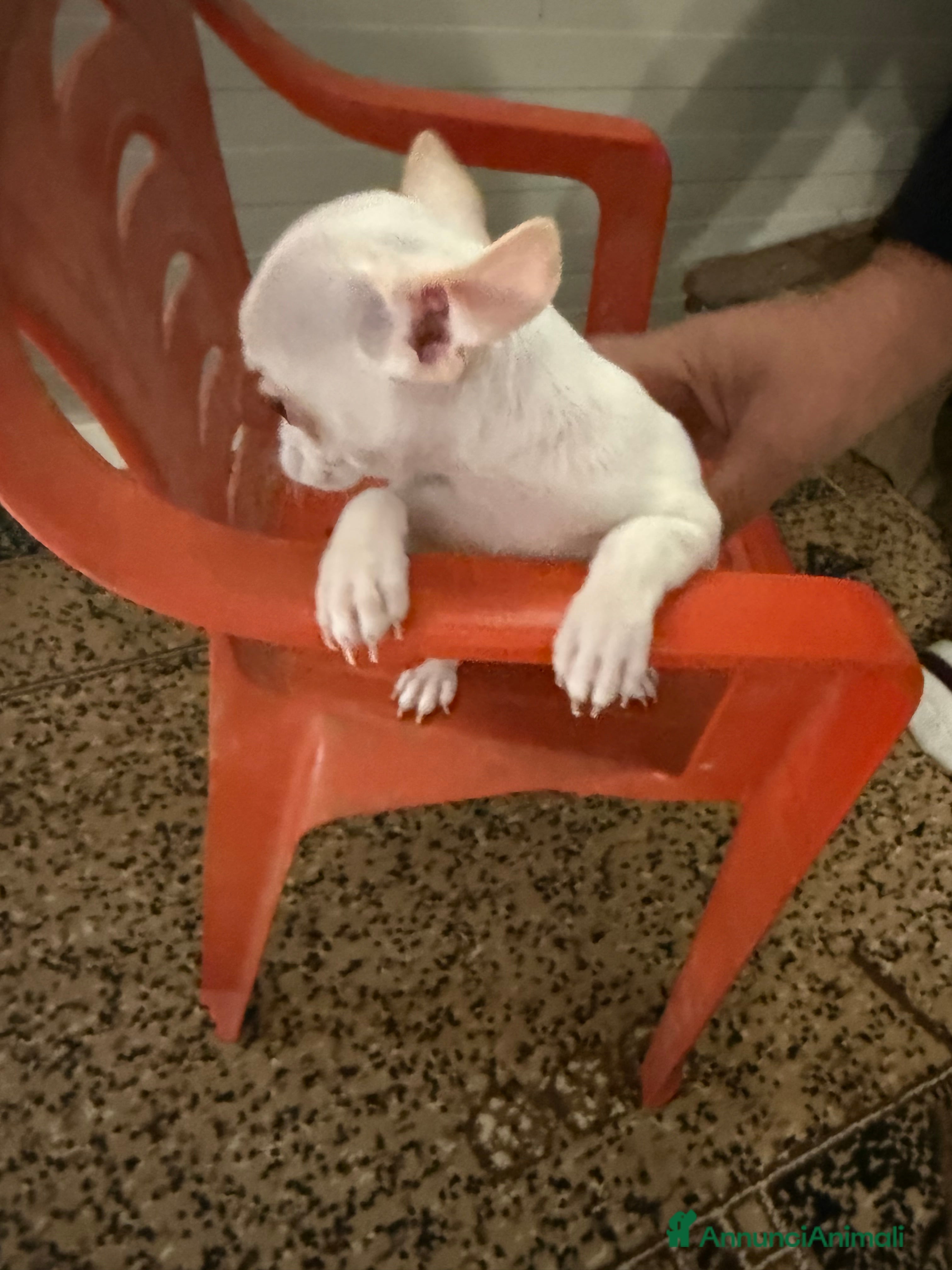 Chihuahua cani Cuccioli di chihuahua pelo corto - Annuncio 2