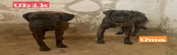 Meticcio cani in regalo: UMA e UBIK mamma e figlio - Annuncio 1