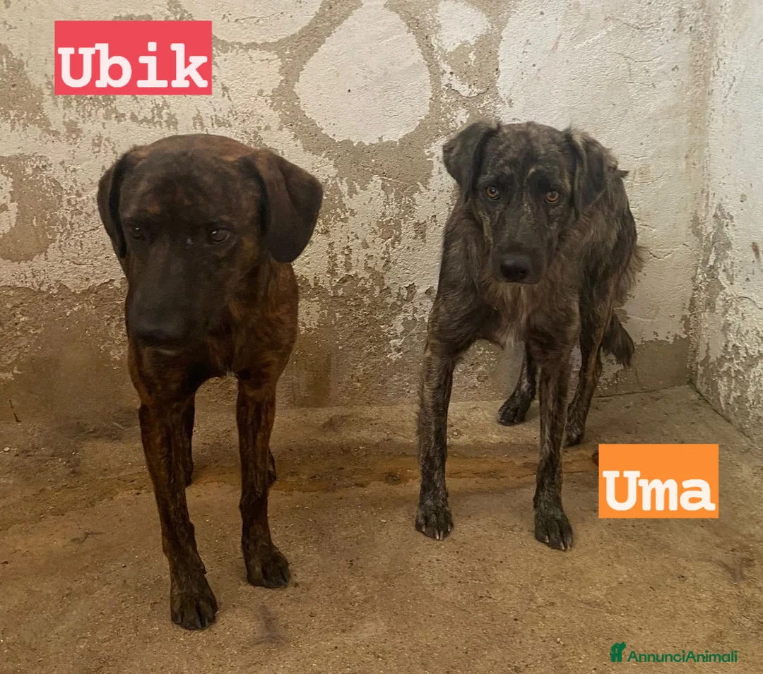 Meticcio cani in regalo: UMA e UBIK mamma e figlio - Annuncio 1