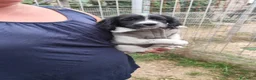 Meticcio cani in regalo: CUCCIOLI 2 mesi taglia media - Annuncio 2