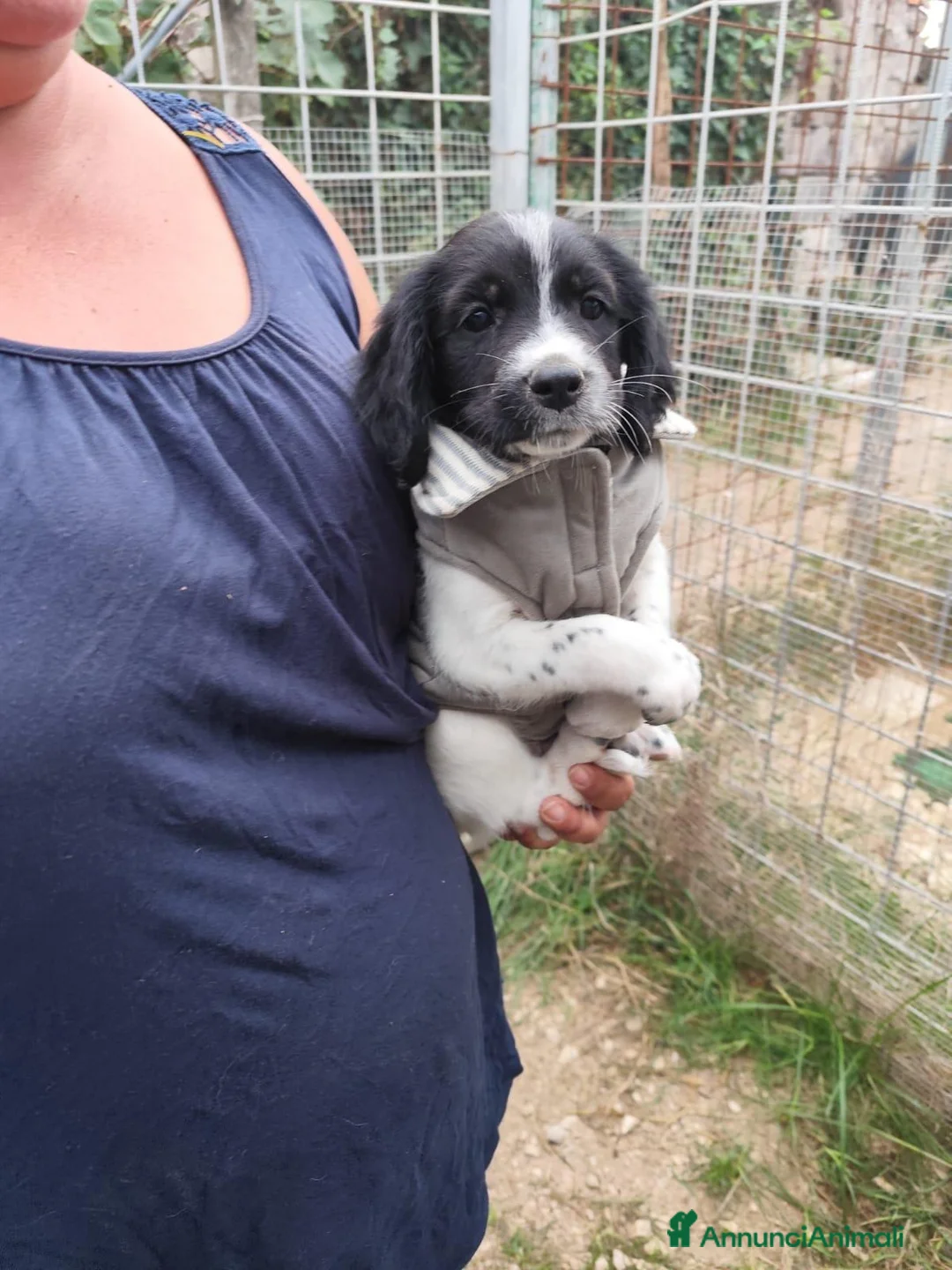 Meticcio cani in regalo: CUCCIOLI 2 mesi taglia media - Annuncio 2