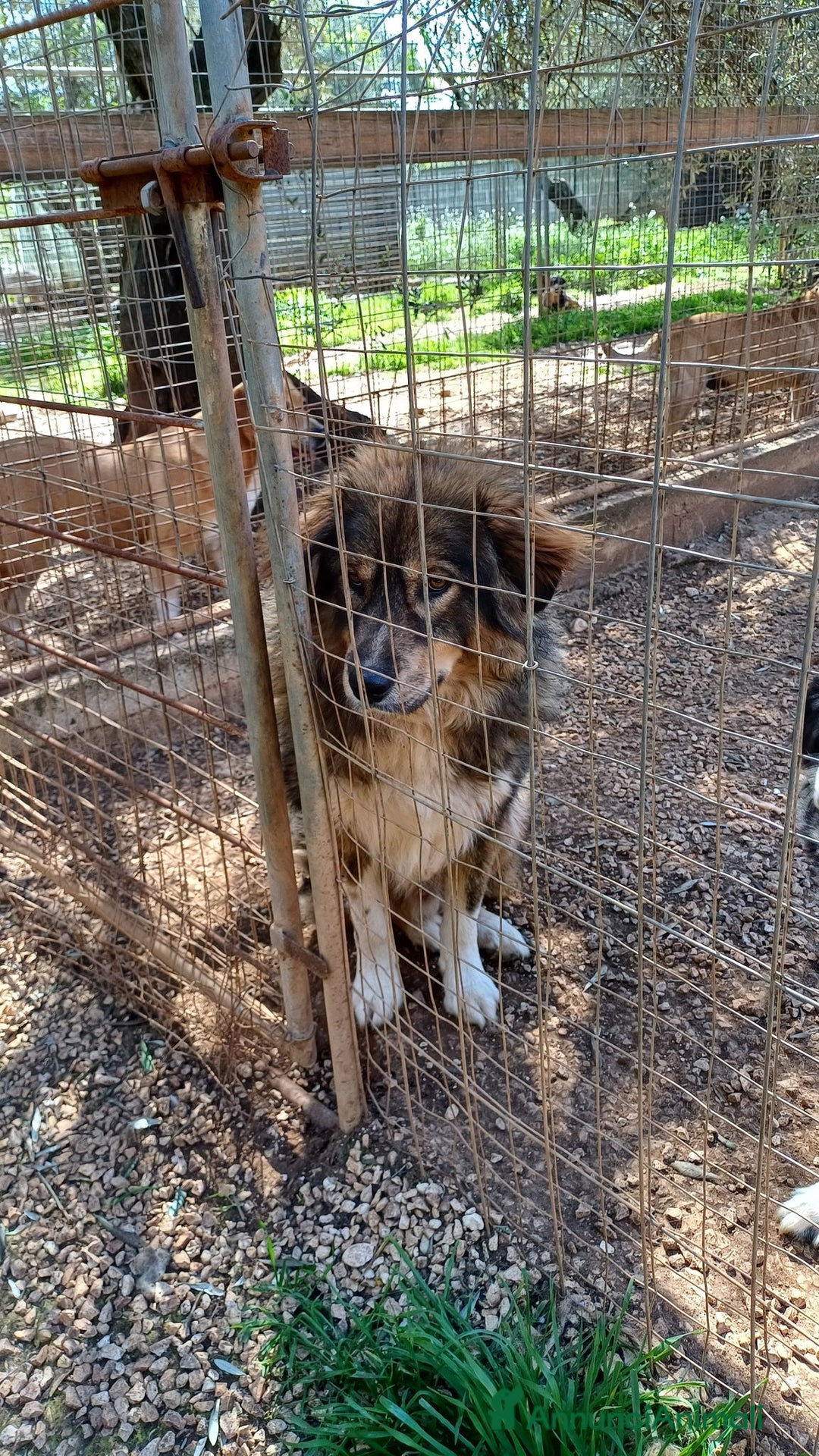 Pastore dei Carpazi cani in regalo: Vax, dietro la sua stazza c è tanto amore - Annuncio 8