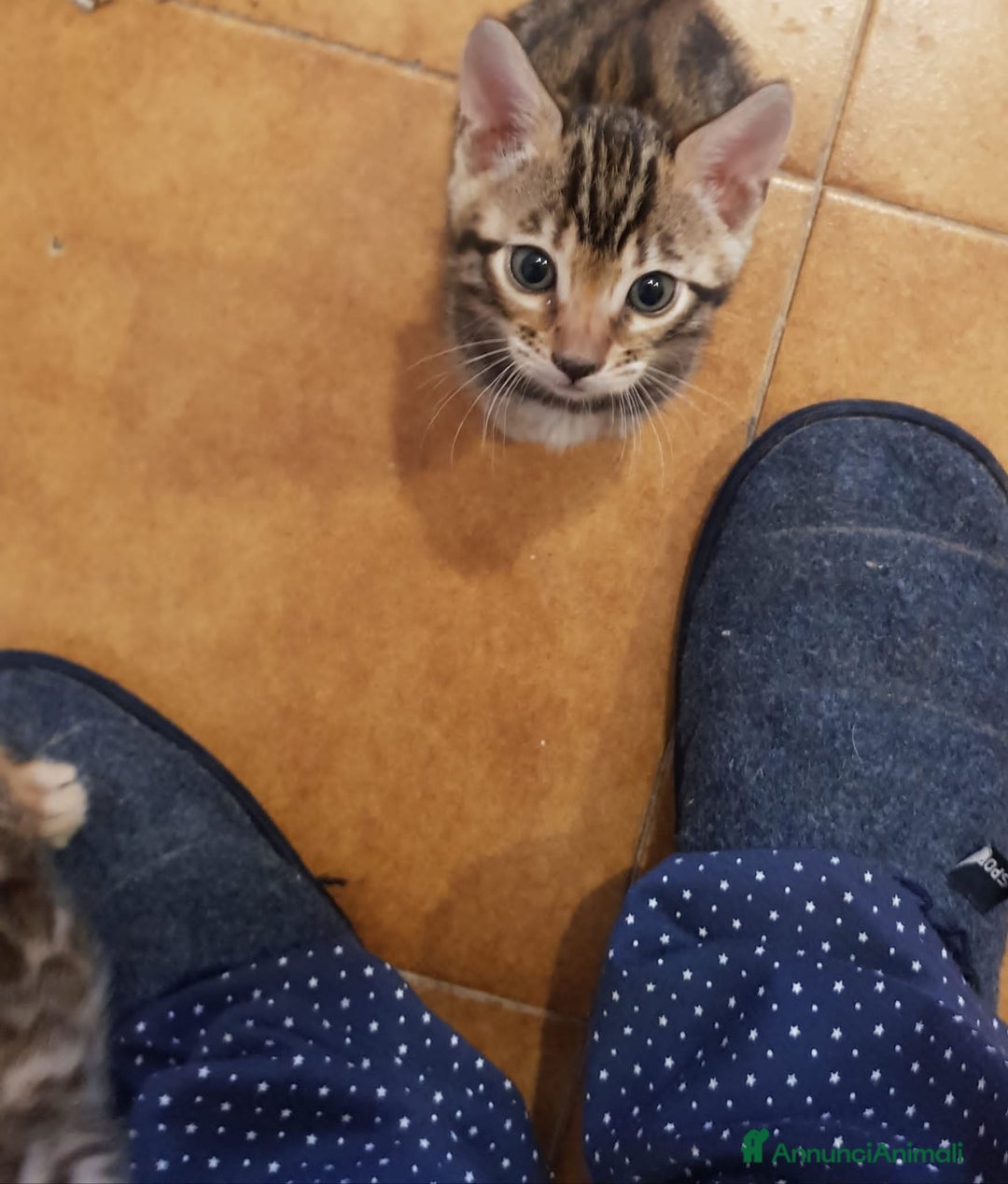 Bengala gatti in vendita: dolcissimi cuccioli di Bengala con pedigree  - Annuncio 5