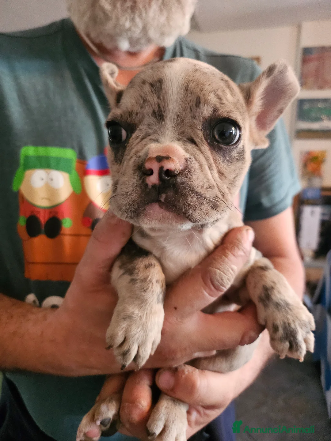 Bulldog Francese cani in vendita: Cuccioli Bulldog francese taglia mini a Provincia di Asti - Annuncio 2