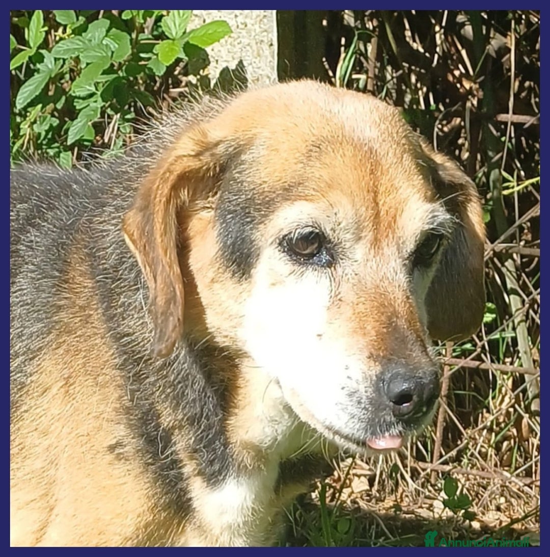 Meticcio cani in regalo: NONNA POLENTA, TUTTA LA VITA IN CANILE, OGGI SOGNA a Città metropolitana di Milano - Annuncio 11