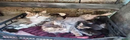 Meticcio gatti in regalo: Regalo meravigliosa gattina  - Annuncio 2