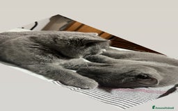 British gatti in vendita: British Shorthair  - Immagine 2