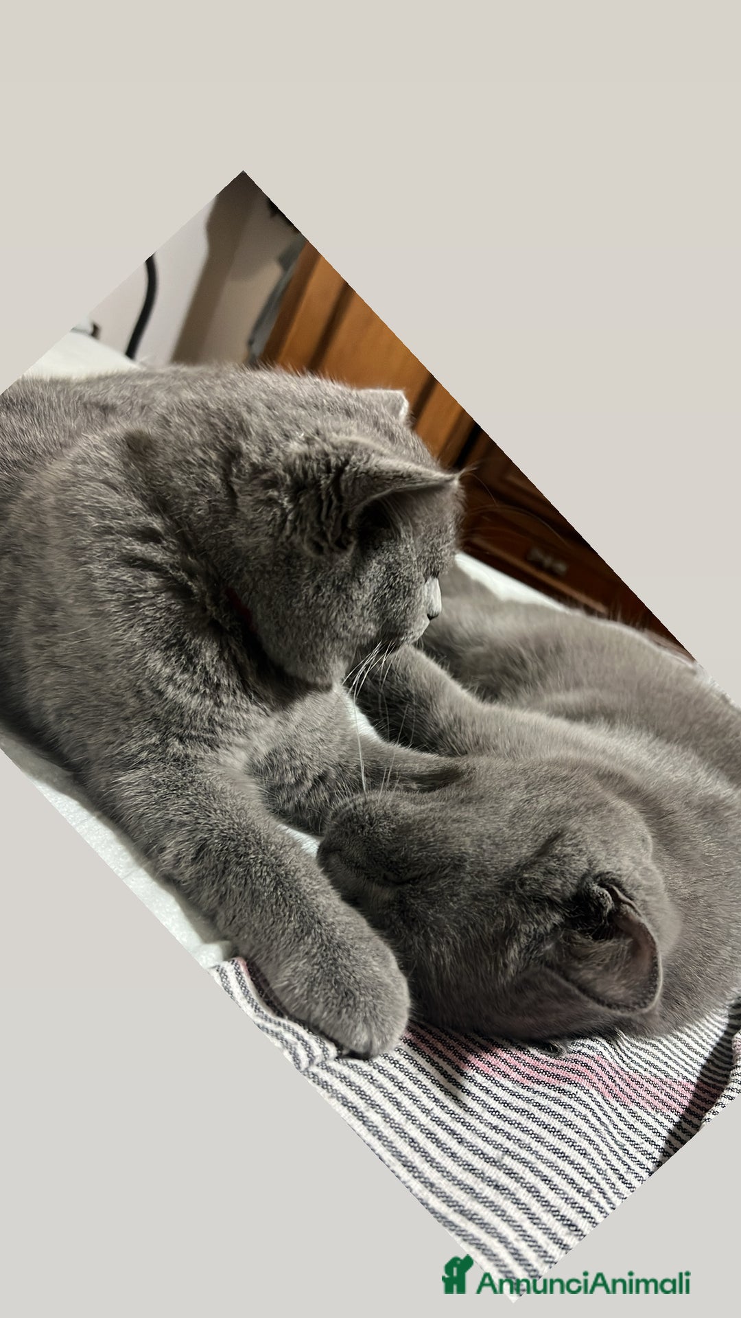 British gatti in vendita: British Shorthair  - Immagine 2